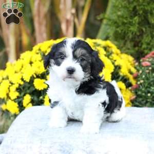 Asher, Havachon Puppy